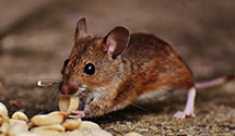 24 Hour & Emergency Exterminators in East Greenville, PA